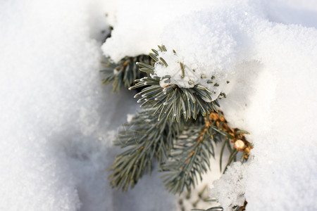 蓝色的细节雪下松树枝天空图片