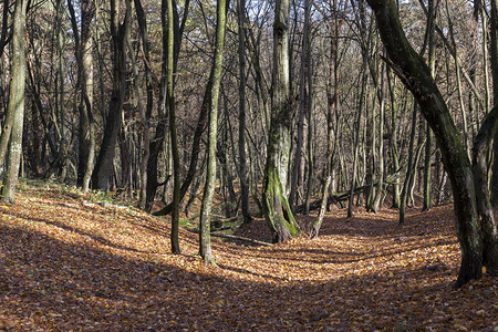 秋天满地落叶的森林图片