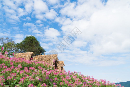 旅游山上和森林的农地花田夏季和白天的空小屋景观图片