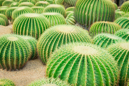 仙人掌植物图片