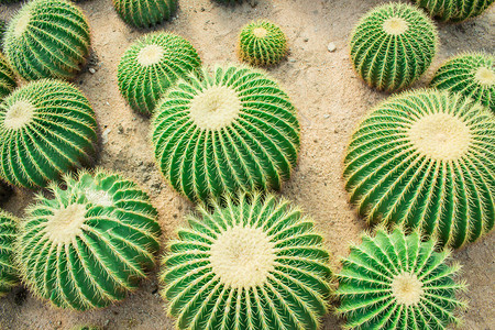 仙人掌植物图片