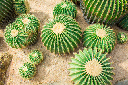 仙人掌植物图片