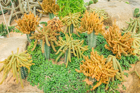 仙人掌植物图片