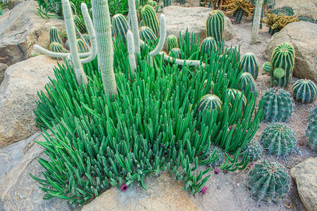 仙人掌植物图片