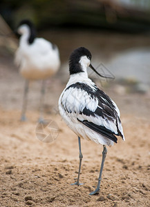 avocet家族中的花色黑白涉禽优雅的美丽反射图片