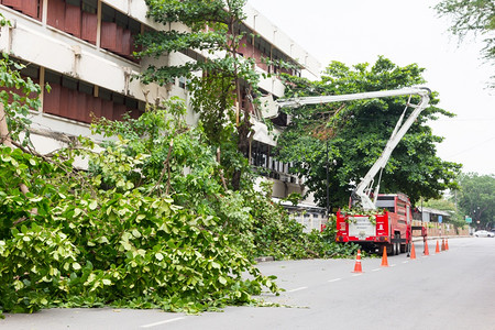 人们落下刀具2014年5月日Crane切开路边树背景图片