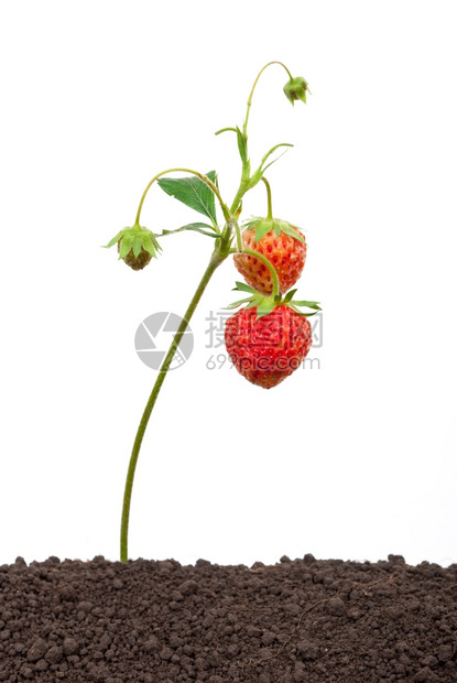 场地从土壤中种植的草莓可口叶子图片