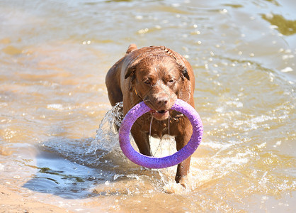 犬类拉布多人去河边散步夏季日狗有趣的图片