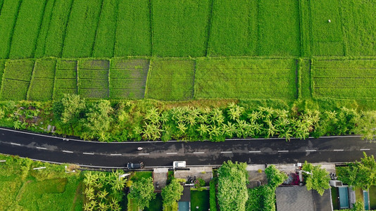 乡村的山草巴厘岛野外景区从横梁巴里风景全观图片