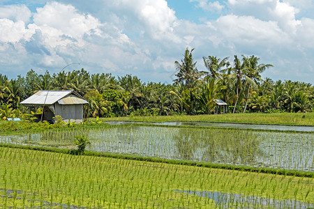 种族的园景户外印度尼西亚巴厘岛农村的稻田图片