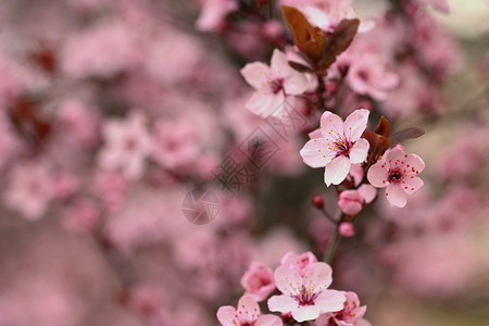 天空春时露出樱花的枝纹春时粉红樱花清香阳光四月图片