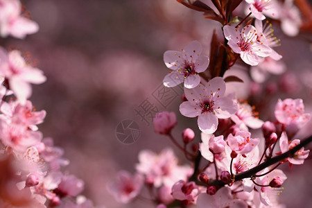 植物春时露出樱花的枝纹春时粉红樱花清香亚洲浪漫的图片