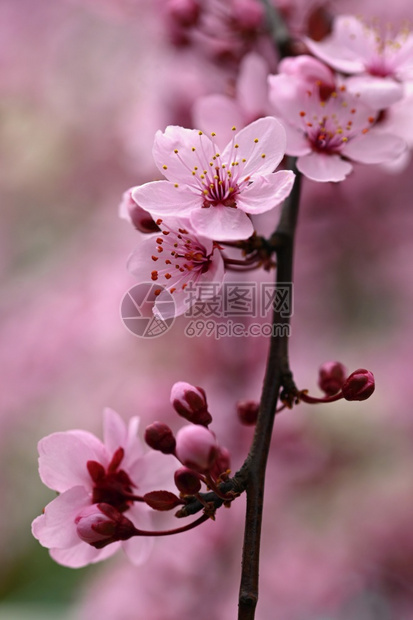 美丽天春时露出樱花的枝纹春时粉红樱花清香白色的图片