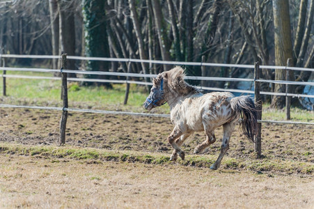 看口一匹马小在栅栏中奔驰农场图片