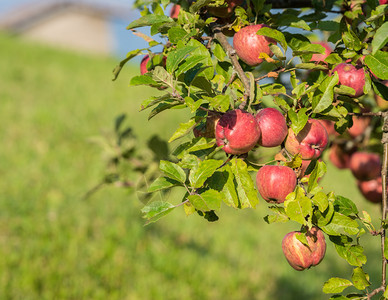 秋天在苹果园的树枝上挂着天然红苹果没有任何治疗自然农场红色的图片