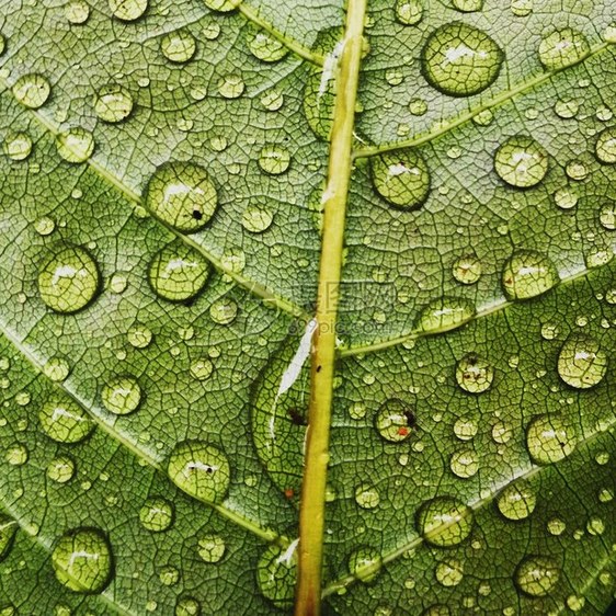 绿叶植物墙壁背景最佳塑料植物群图片