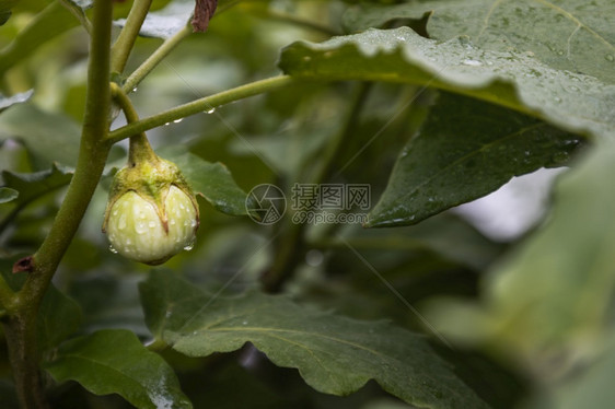 健康蔬菜茶树茄子上的水滴在菜园中盛开的花朵美满绽放图片