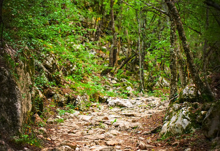 绿色森林中的古老石路选择焦点草旅游景观图片