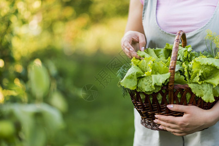 秋天拿着菜篮子采摘食物的女性图片