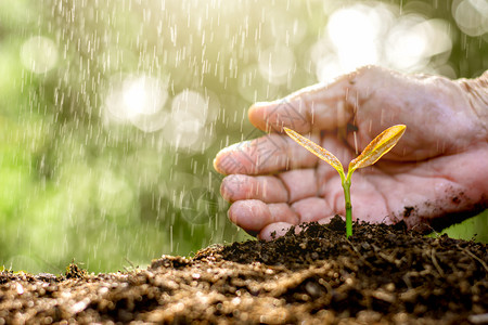 幼苗从土壤中长出老妇人的手在雨落下时被轻地包着而雨水却在滴落生长叶子明亮的图片