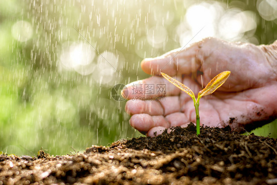 幼苗从土壤中长出老妇人的手在雨落下时被轻地包着而雨水却在滴落生长叶子明亮的图片