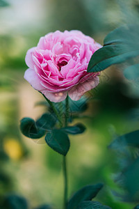 庆典花园里的粉红玫瑰背景模糊新鲜的晴天图片