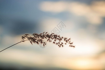 乡村的运动摇曳在风中吹花朵的青草模糊天空背景图片