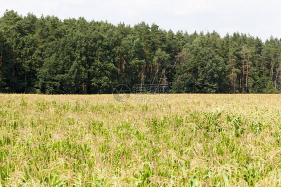 农村夏天用于谷物生产的绿色玉米农田欧洲森林场地图片
