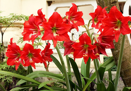 美丽的红百合植物季节杂交种图片