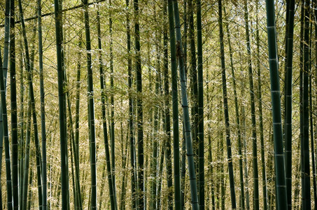 冷静的阿尔滕堡日光绿色的本竹林背景情况包括生长图片