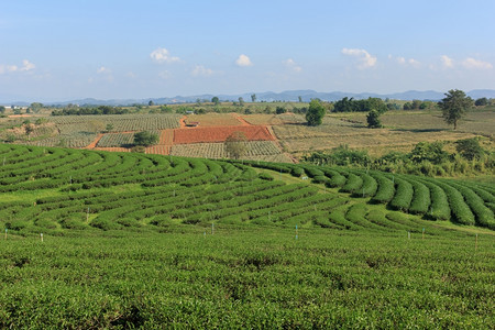 季节栽培农村山上美丽的茶叶种植场图片