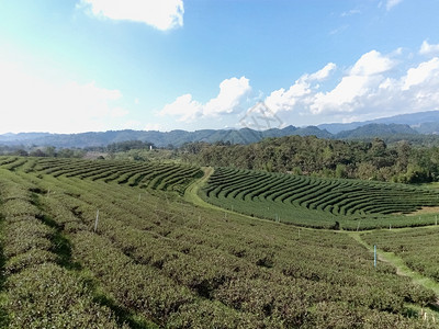 农场户外高地山上美丽的茶叶种植场图片