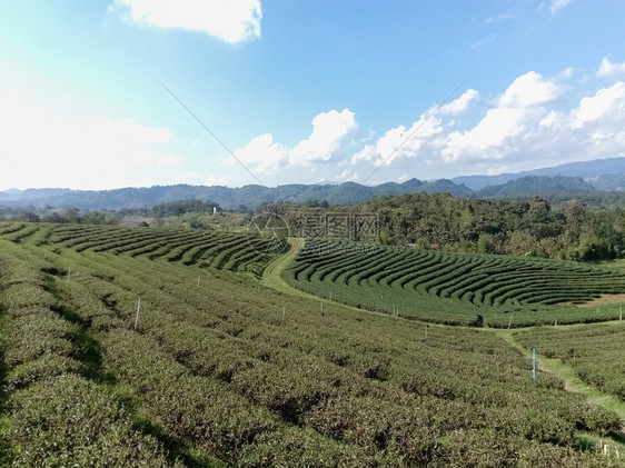 农场户外高地山上美丽的茶叶种植场图片