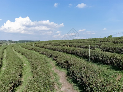 场景山上美丽的茶叶种植场子农业图片