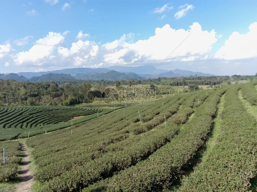 山上美丽的茶叶种植场夏天物农图片