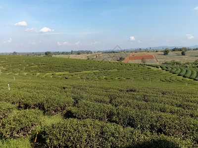 树叶旅行爬坡道山上美丽的茶叶种植场图片