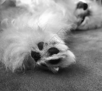 睡眠波美拉尼族狗的脚黑白相片鞋漂亮的图片