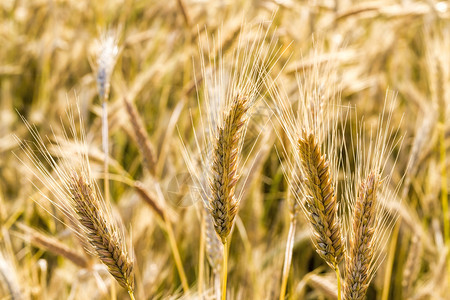 栽培夏季多云的温暖气候田间食物中小麦黄粒子庄稼植物图片