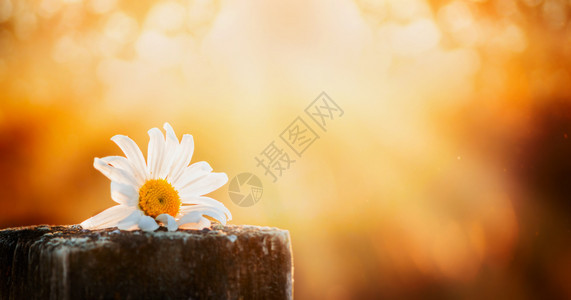 草地开花在自然背景日落天空的木桌上花朵在天然背景日落上的木板网站横幅颜色图片