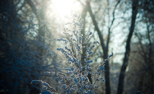 季节追踪仙女下雪后的冬季森林寒冷的天气图片