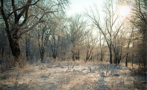 一月季节下雪后的冬森林寒冷的天气粉末图片