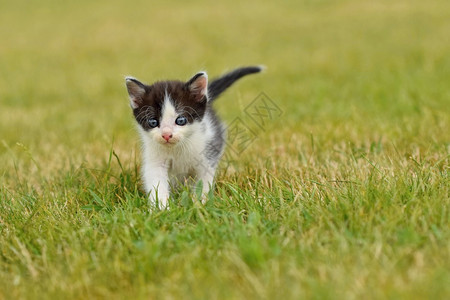 蓝眼小猫咪在草地上奔跑图片
