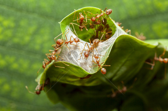 居住工作室为绿叶中的红蚂蚁巢提供色密闭的保护污垢图片