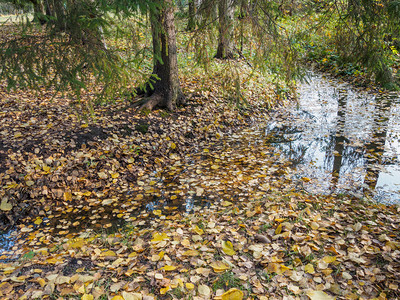 反射植物群绿色一个小溪流水里有漂浮的叶子图片