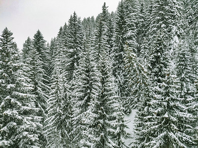 冷冻冬季风景山上有雪覆盖树木下的头图片