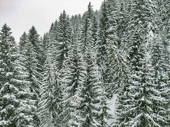 冷冻冬季风景山上有雪覆盖树木下的头图片