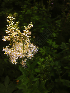 绽放黄色的白花特写夏季开节野生植物白色花序顶视图一束小白花和黄色芽在绿模糊的背景上自然之美白花特写一束微小的白色花朵和黄芽在绿模图片