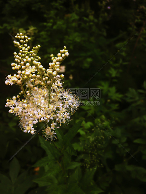 绽放黄色的白花特写夏季开节野生植物白色花序顶视图一束小白花和黄色芽在绿模糊的背景上自然之美白花特写一束微小的白色花朵和黄芽在绿模图片