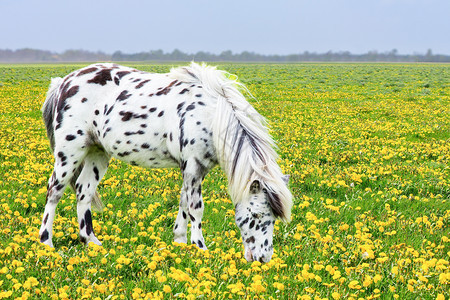 舍内维尔带黄色花朵在牧场中放的斑点马匹白色绽放图片