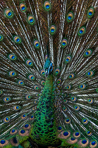 质地配种近身男绿色孔雀全露出优雅的目光吸引一只雄绿色青皮禽在阳光下训练羽毛丰富多彩的图片